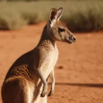 Porque es importante el canguro en Australia