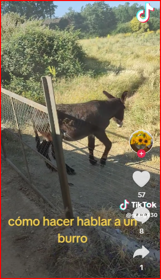 Cómo hacer hablar a un burro "Truco" 1 burro hablando