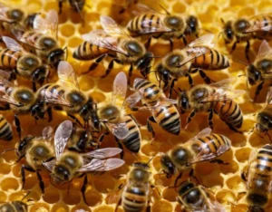 Panal de Abejas
