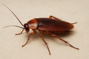 Elimina Cucarachas Alemanas EN 3 PASOS! (100% Efectivo)