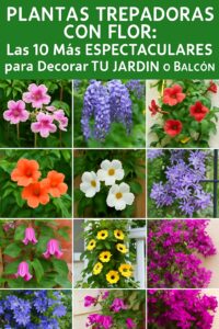 🌿✨ PLANTAS TREPADORAS CON FLOR: Las 10 Más ESPECTACULARES para Decorar TU JARDÍN o BALCÓN (Fotos + Cuidados) 🏡🌸
